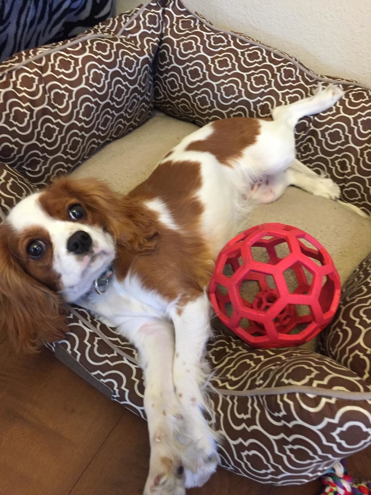 king charles with red hollow rubber ball