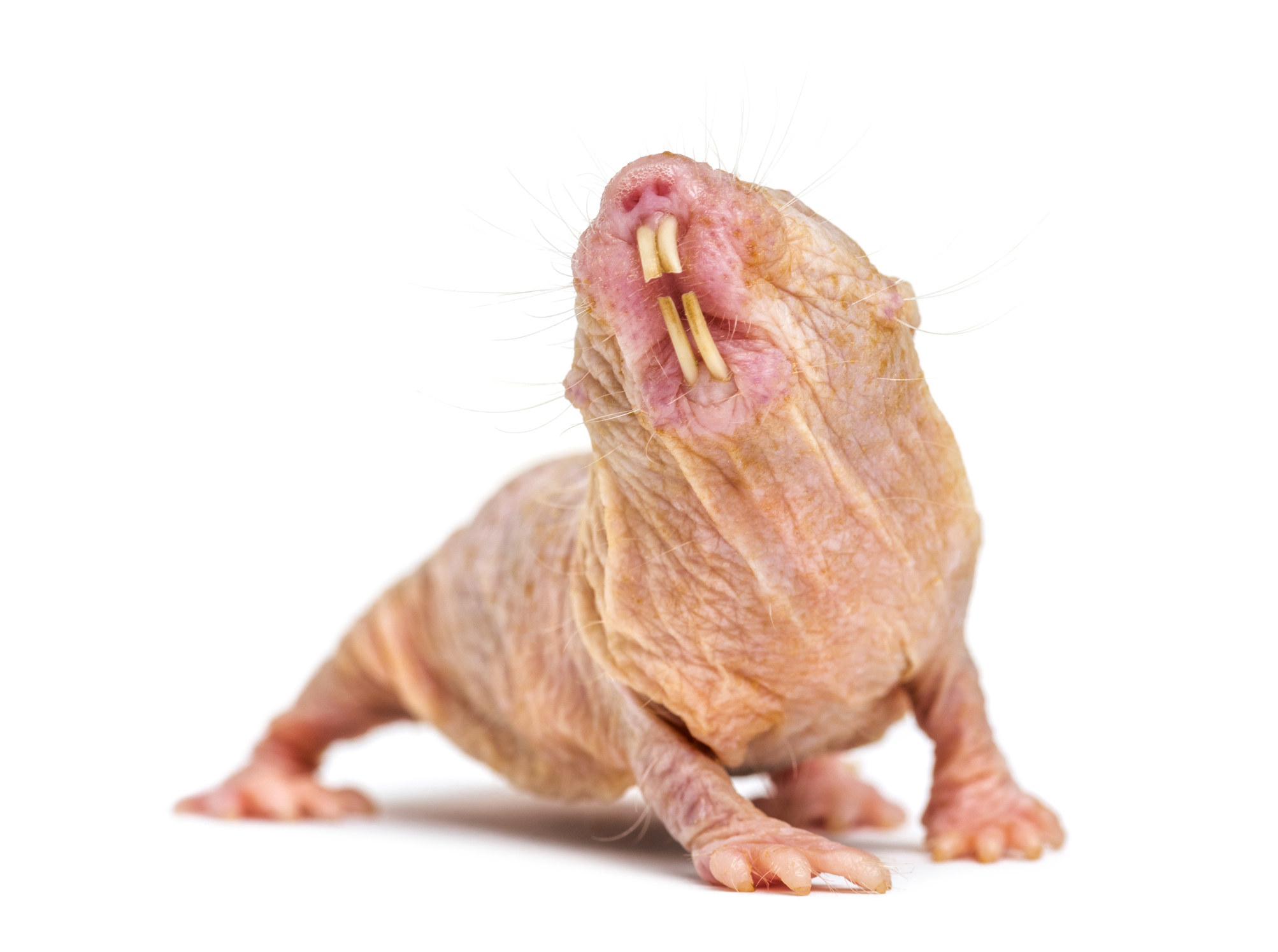 A naked mole rat