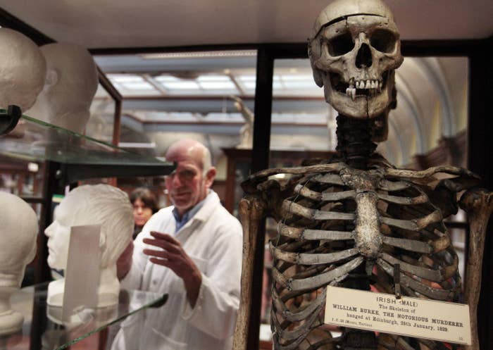 A skeleton of William Burke in a glass case