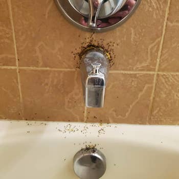 Reviewer's bathtub covered in ants