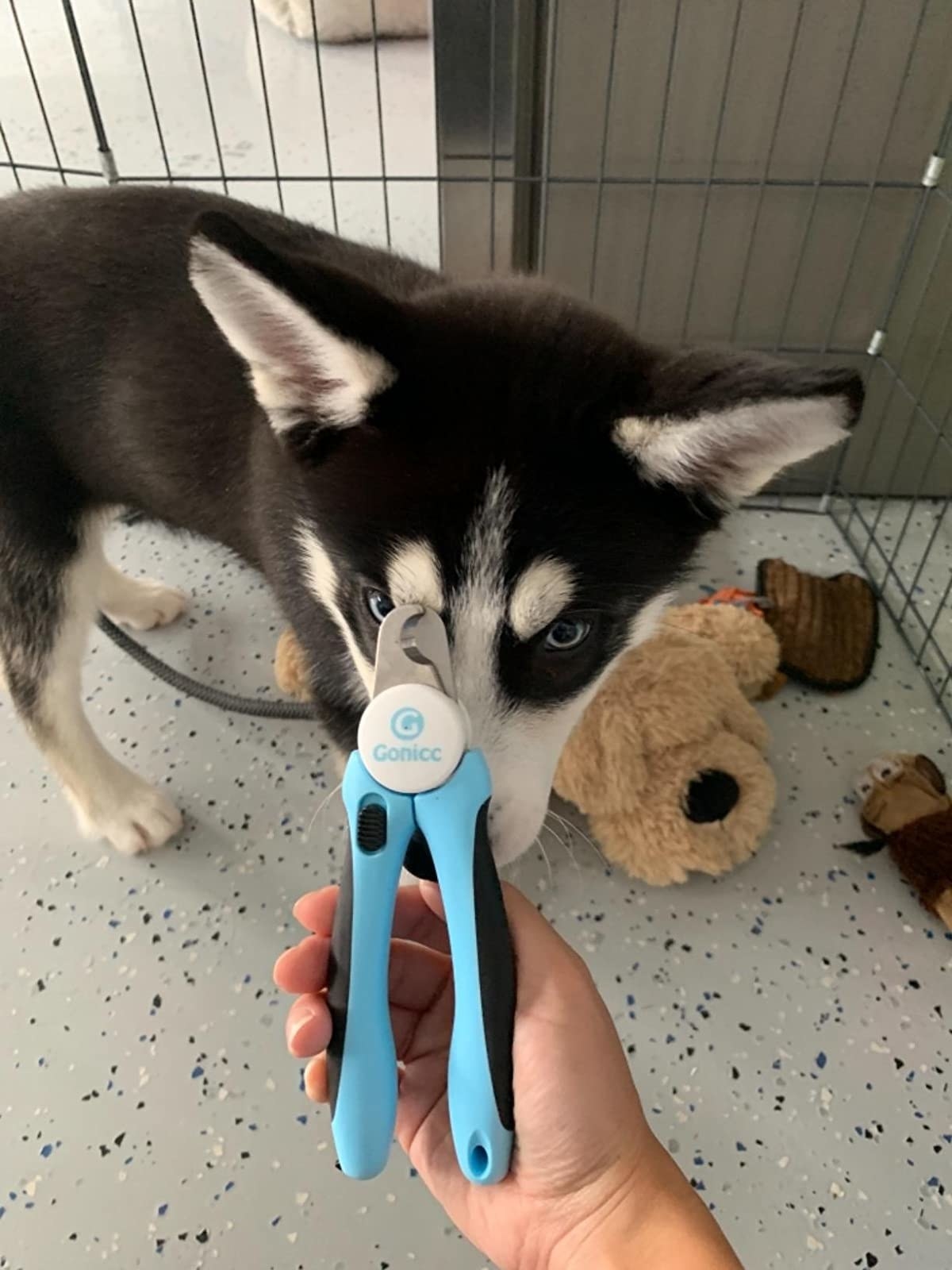 reviewer holding up a pair of blue nail clippers in front of a dog