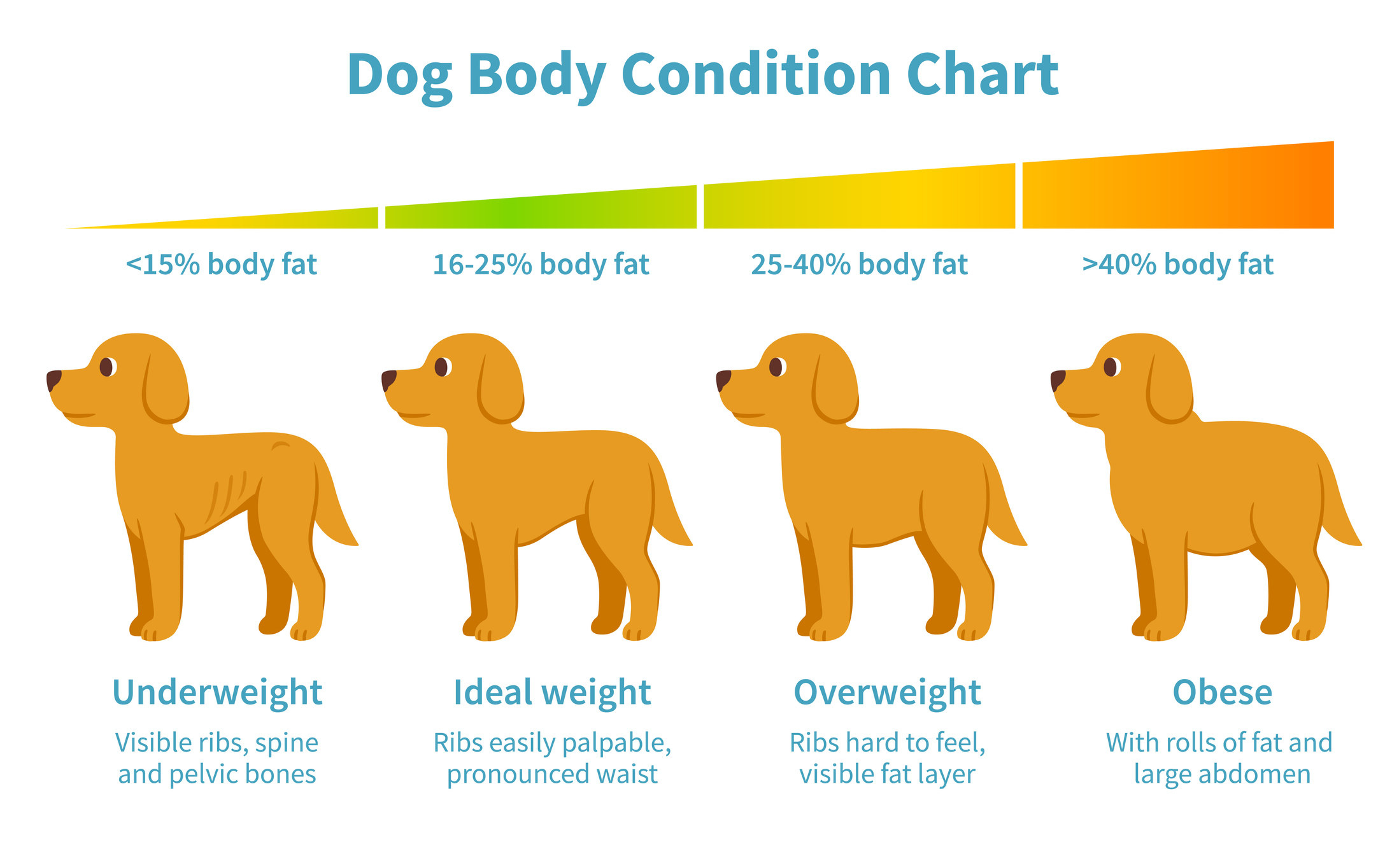 How Can You Tell If Your Puppy Is Overweight