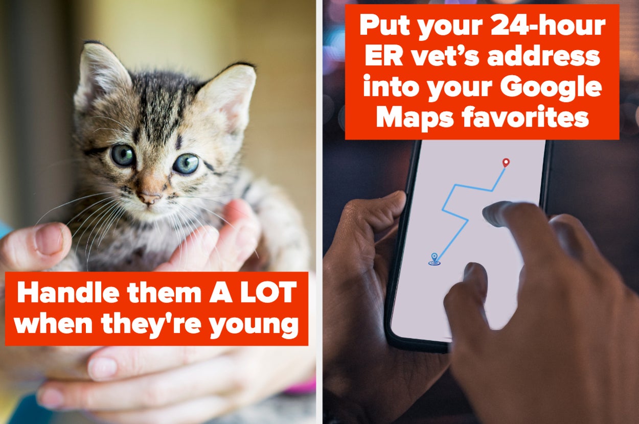 A kitten, and someone looking at a phone GPS