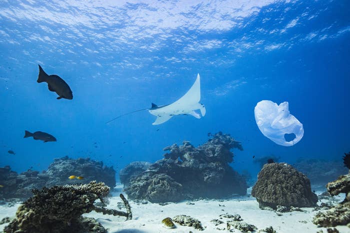 Manta ray swimming over coral reef in ocean with plastic bag pollution.