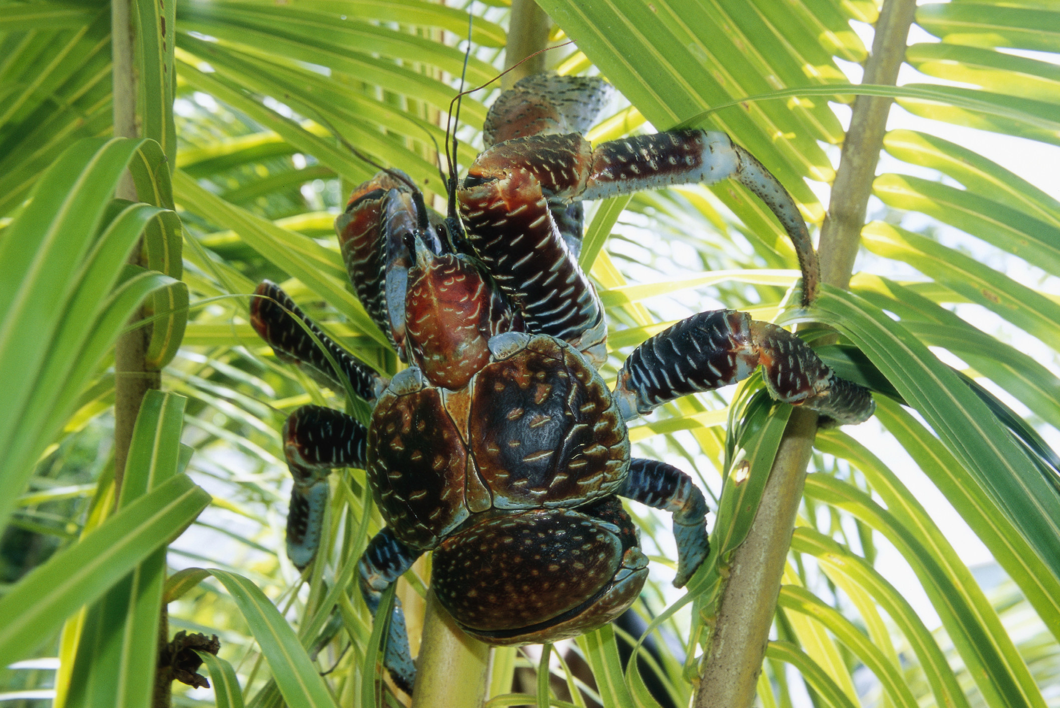 A massive coconut crab, which are presumably named for their resemblance to a bunch of coconuts, climbing a tree