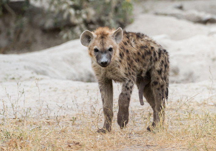 hyena looking at camera in wilderness