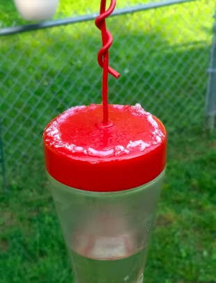 Feeder with ant gel on the top 