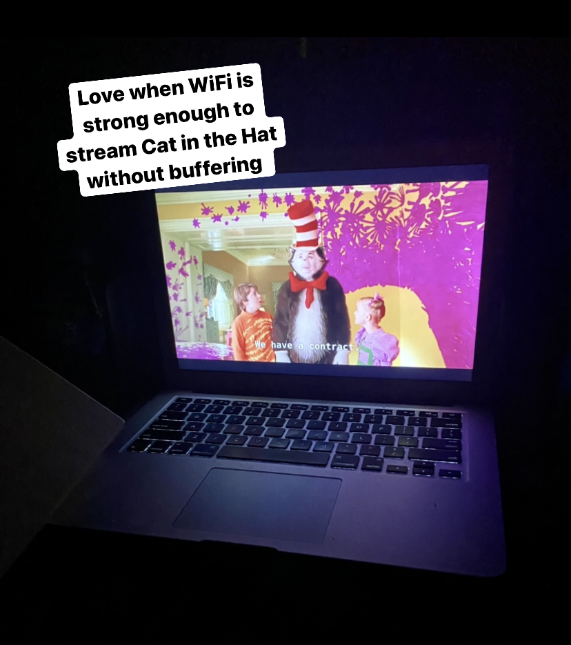 Cat in the Hat playing on a laptop 