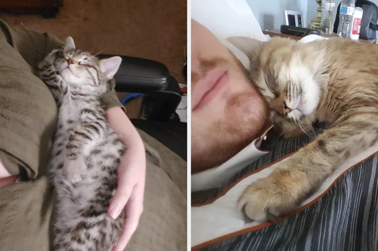 Two cats using their owners as beds