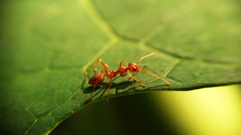 small red ant crawling on a leaf