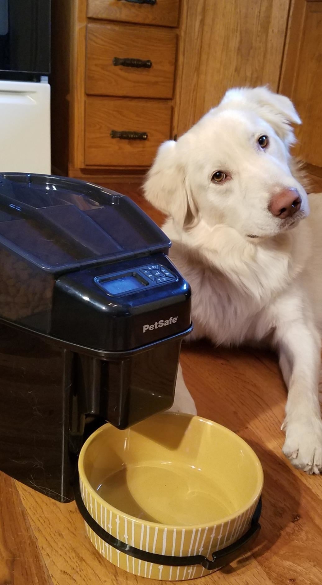 reviewer&#x27;s dog sitting next to an automatic feeder
