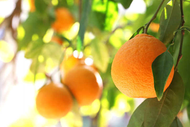 close-up of an orange tree