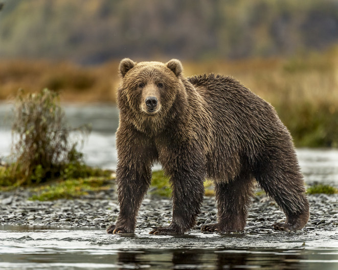 grizzly bear staring at the camera