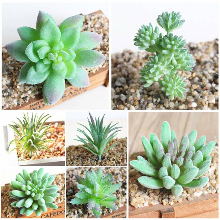 Different shaped succulents with gravel underneath them 