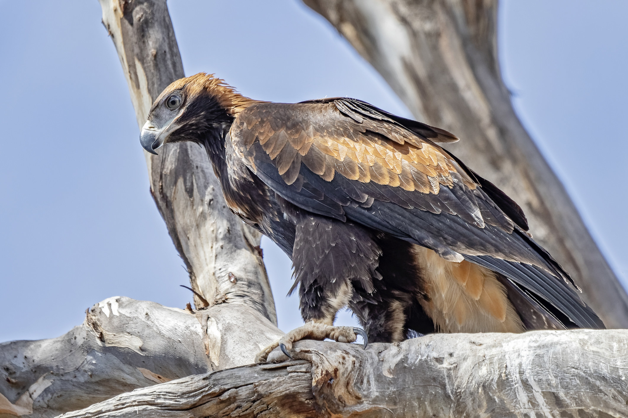 A female wedge-tailed eagle perched in a tree