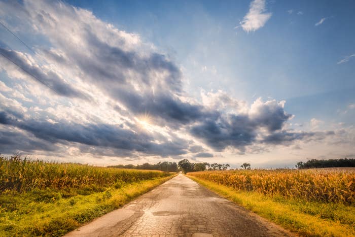 Midwestern road with sunny clouds above, and corn fields to both sides.