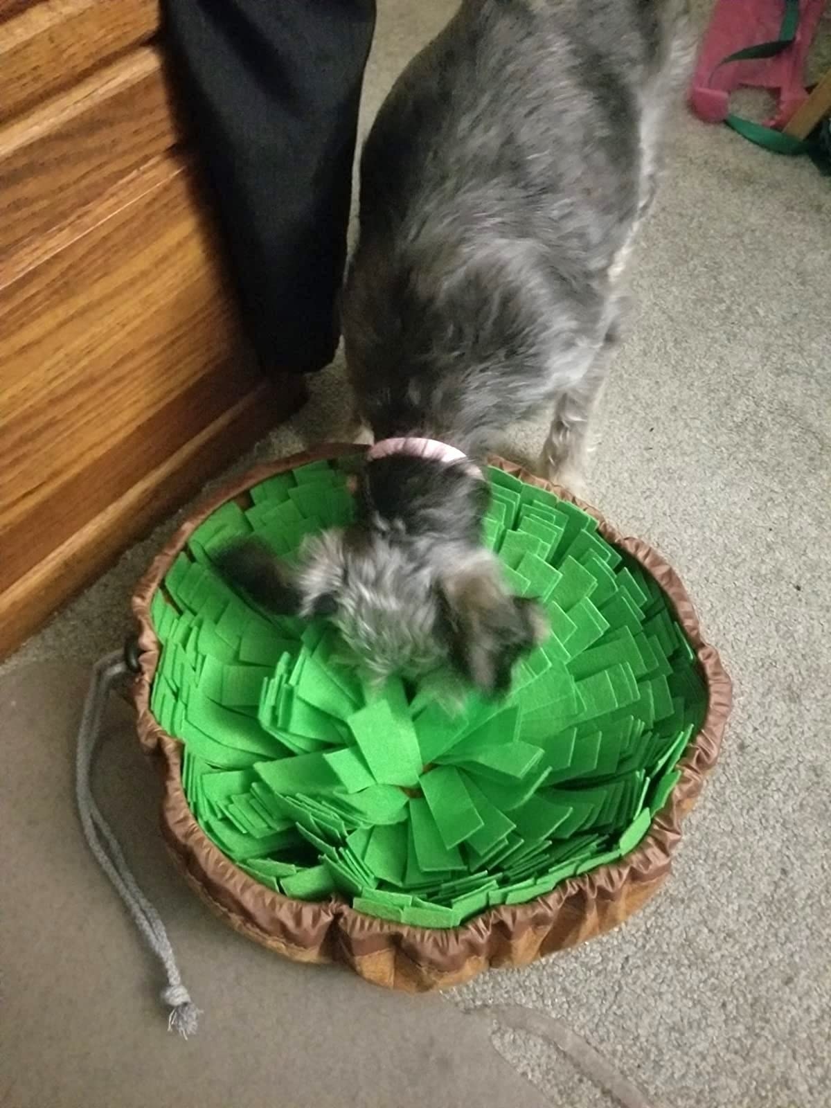 reviewer&#x27;s dog sniffing around a felt mat to find a piece of food