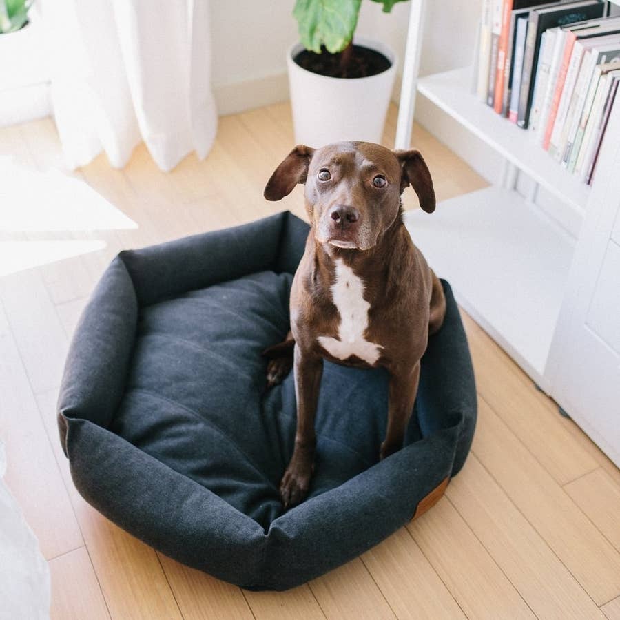 Organic Dog Bed by Avocado - Large/ X-Large - Mailman Blue