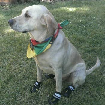 reviewer photo of a light-colored dog wearing booties while sitting in the grass