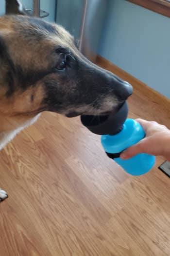 reviewer photo of a dog drinking out of a blue water bottle
