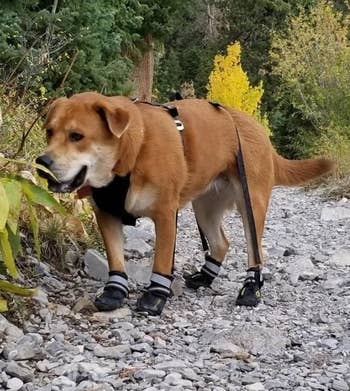 reviewer's ginger-colored dog wearing dog booties while on a hike
