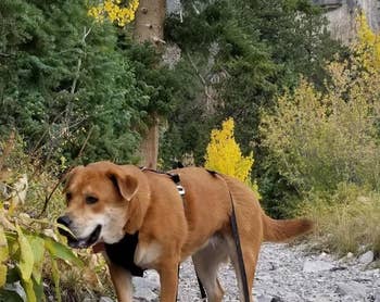 reviewer photo of a ginger-colored dog wearing dog booties while on a hike
