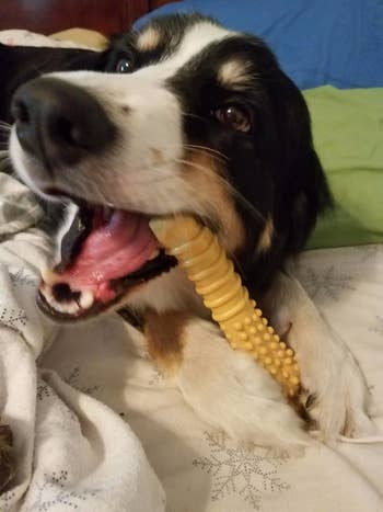 reviewer photo of a dog with one end of chew toy in its mouth and the other end being gripped by its paws
