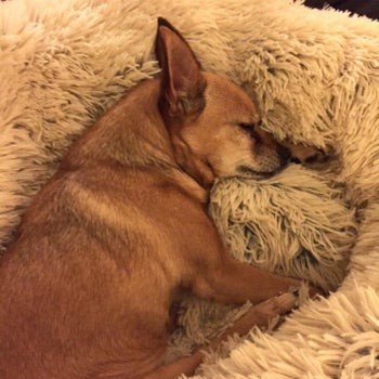 reviewer photo of a chihuahua sleeping while cuddling on a fuzzy dog bed
