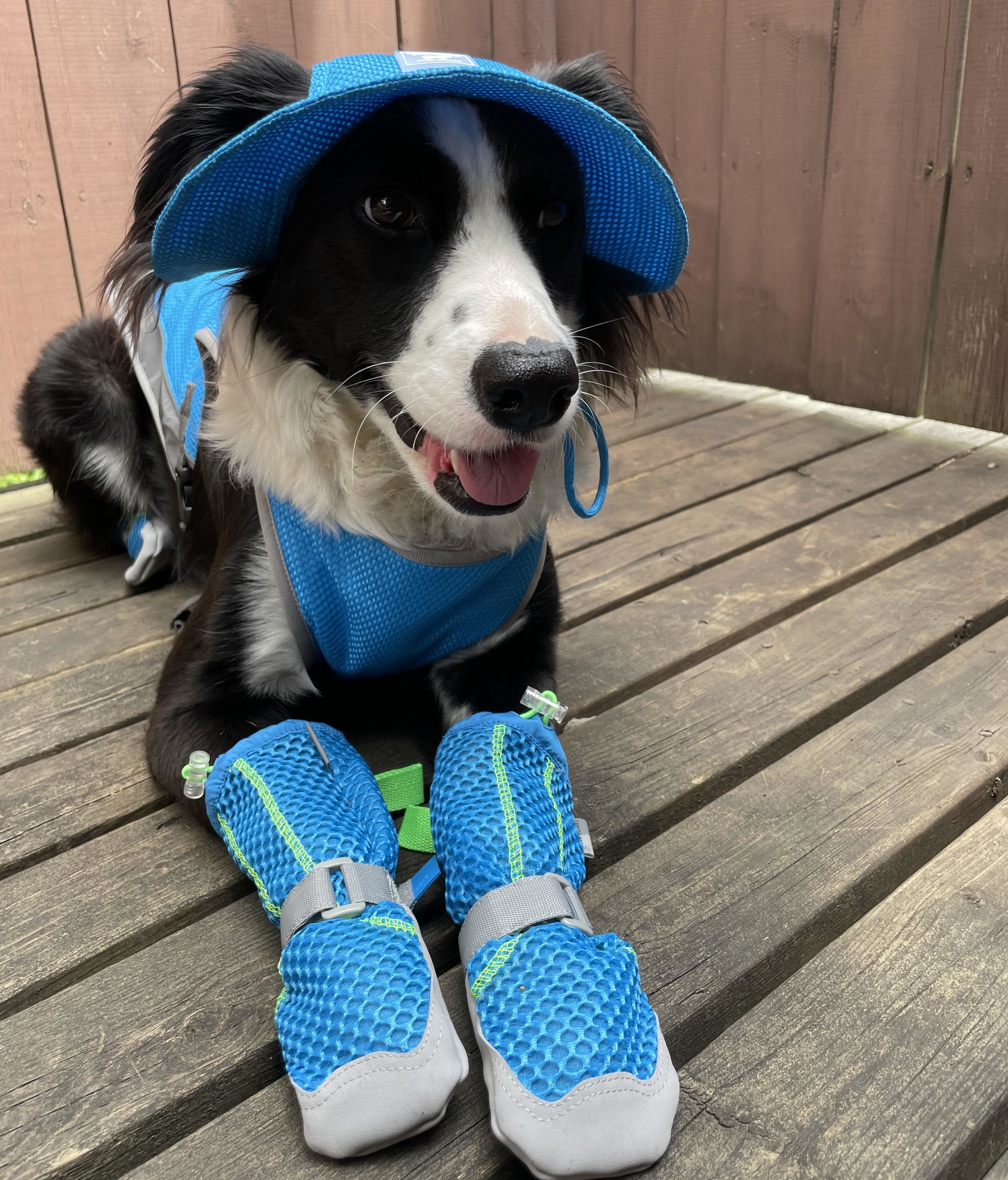 A dog on a deck wearing all the cooling accessories