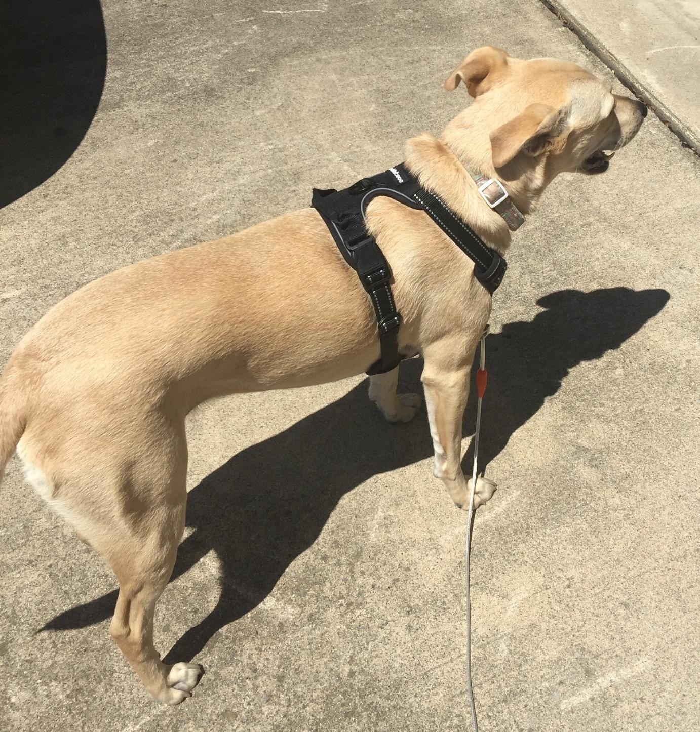 image of reviewer&#x27;s dog wearing the rabbit goo dog harness