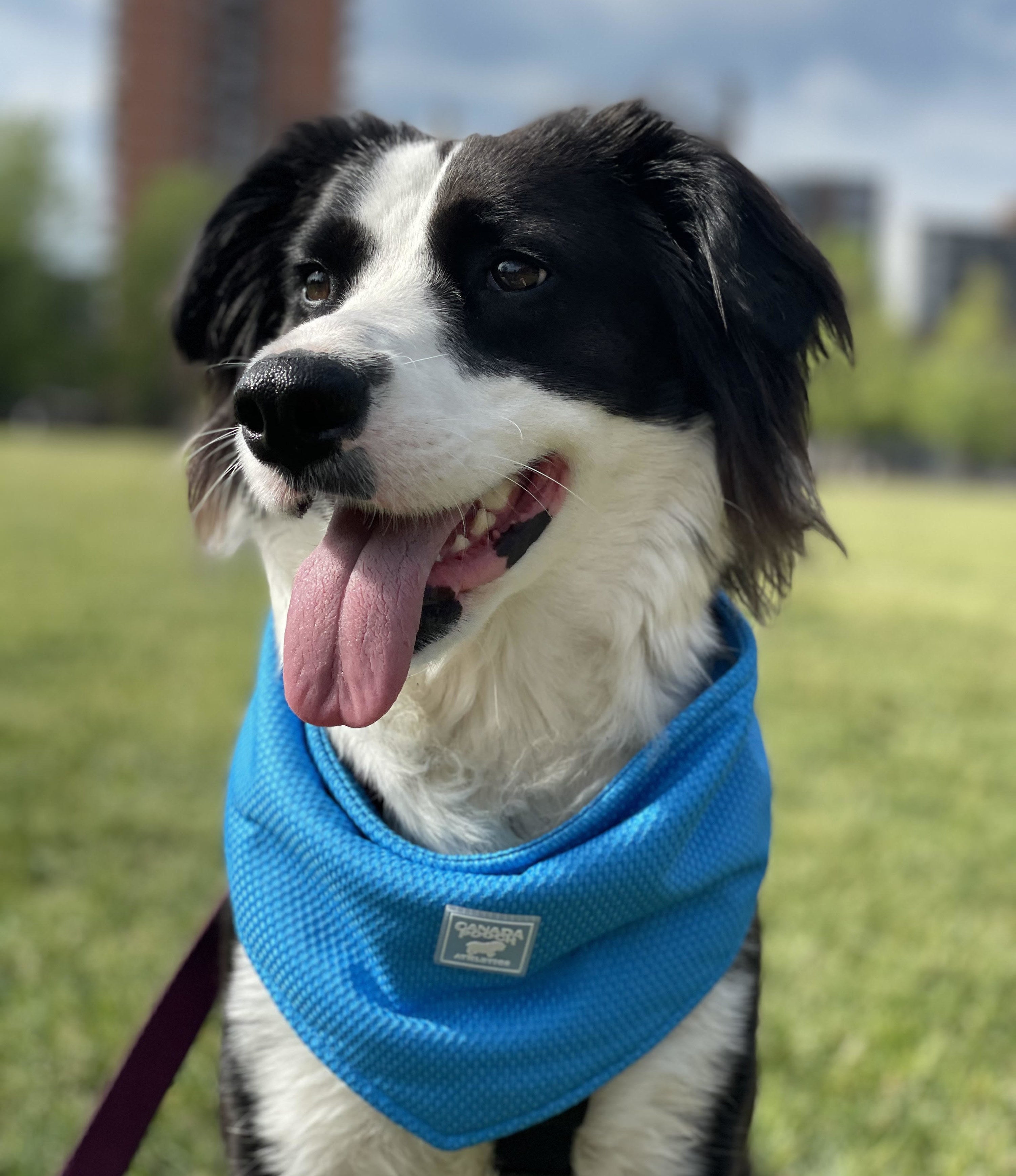 A dog wearing the bandana
