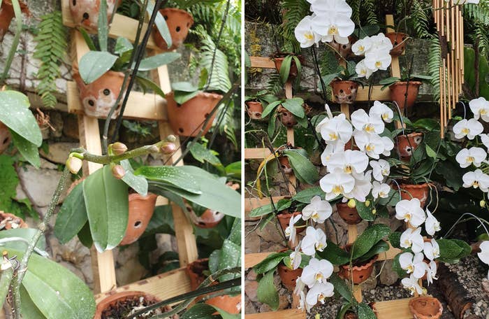 left: reviewer&#x27;s orchid with many buds right: the buds have now bloomed into a shocking amount of flowers, i think over 20 