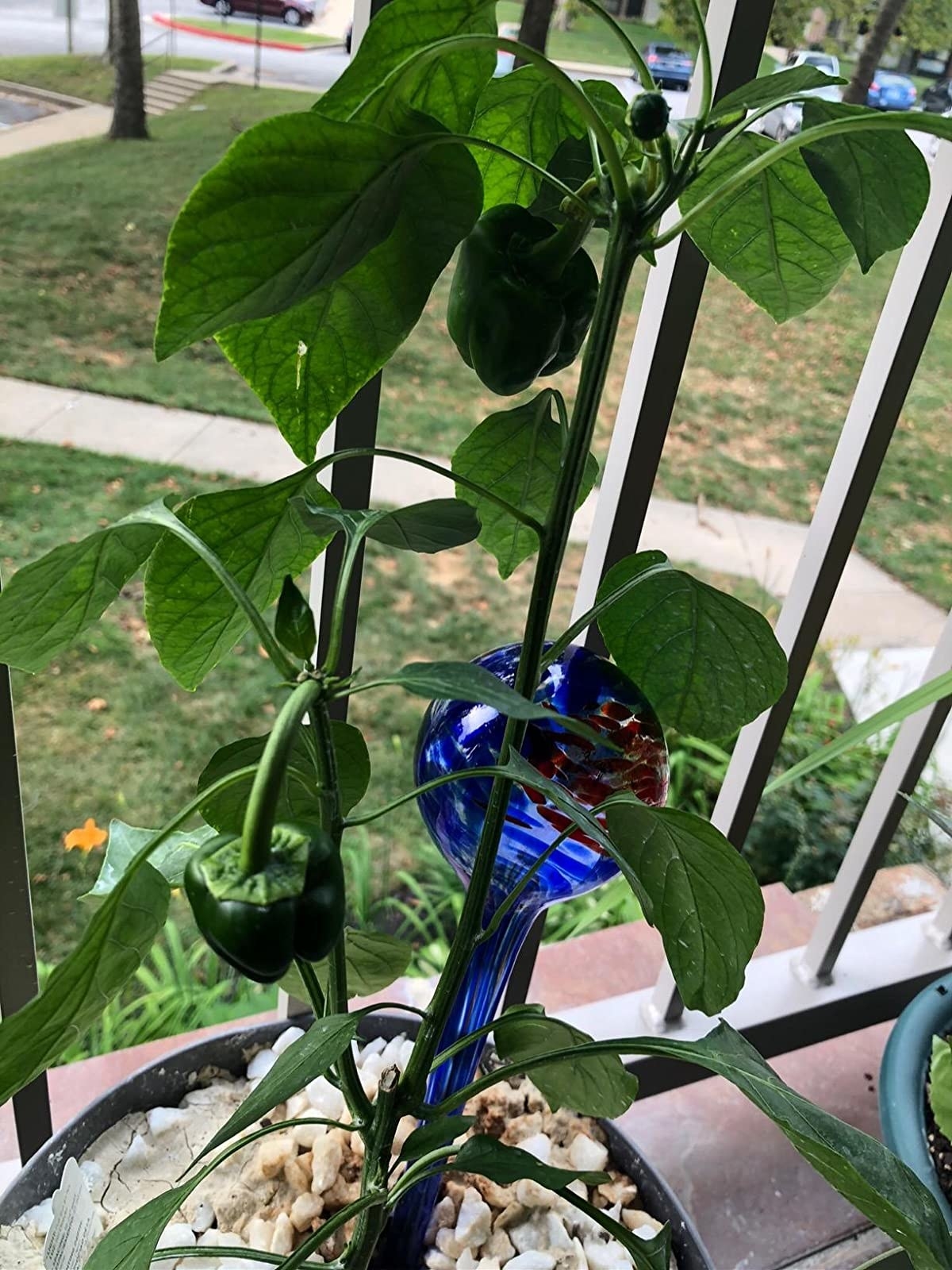 blue glass orb on long stem in plant 