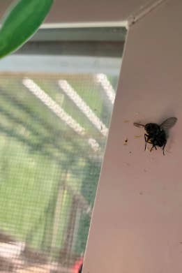 Fly killed with shooter from windowsill 