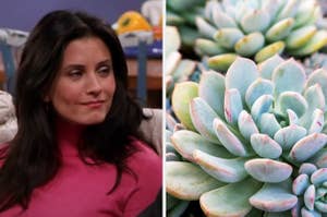 Monica is on the left looking at an enlarged succulent
