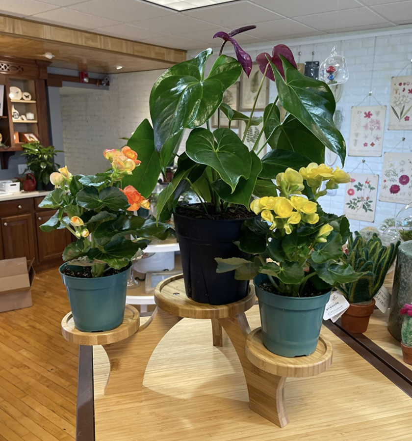 A reviewer&#x27;s plants on the stand