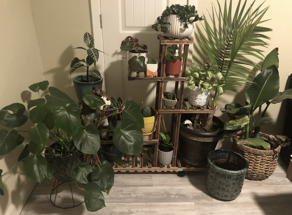 28 Things That'll Help You Showcase Your Plants