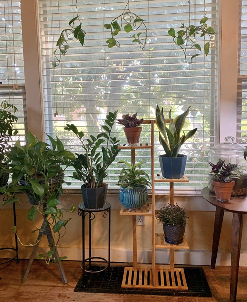 A reviewer's plant stand holding four plants