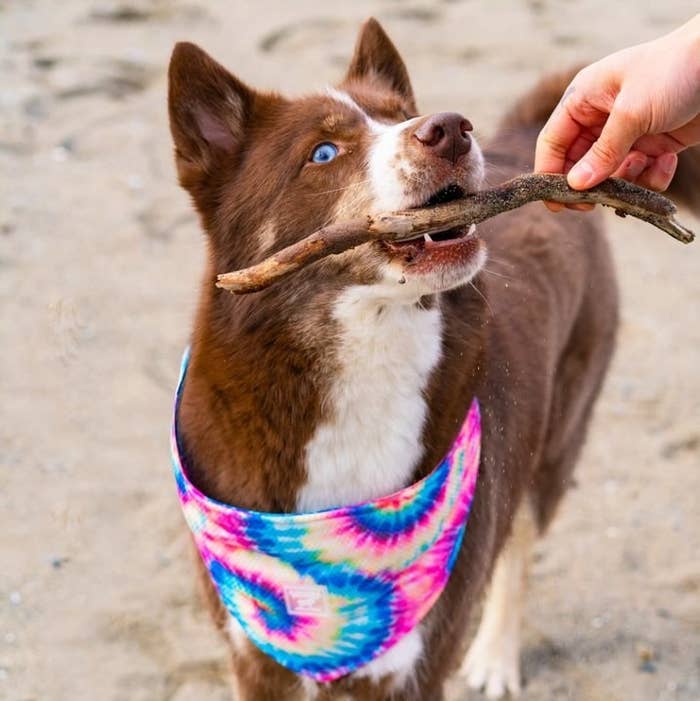 A dog wearing a bandana and grabbing a stick