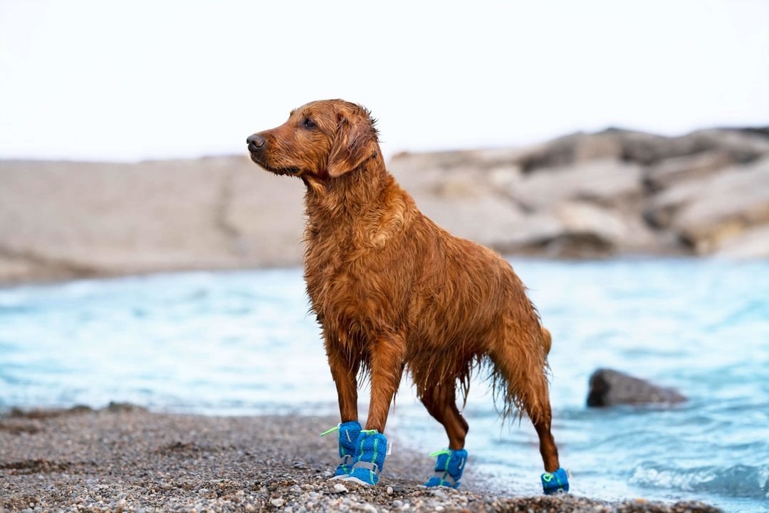 A dog wearing the boots at a beach