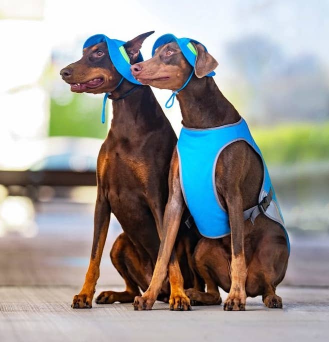 Two Dobermans wearing hats, one wearing the vest