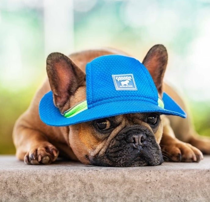 A Frenchie wearing the hat