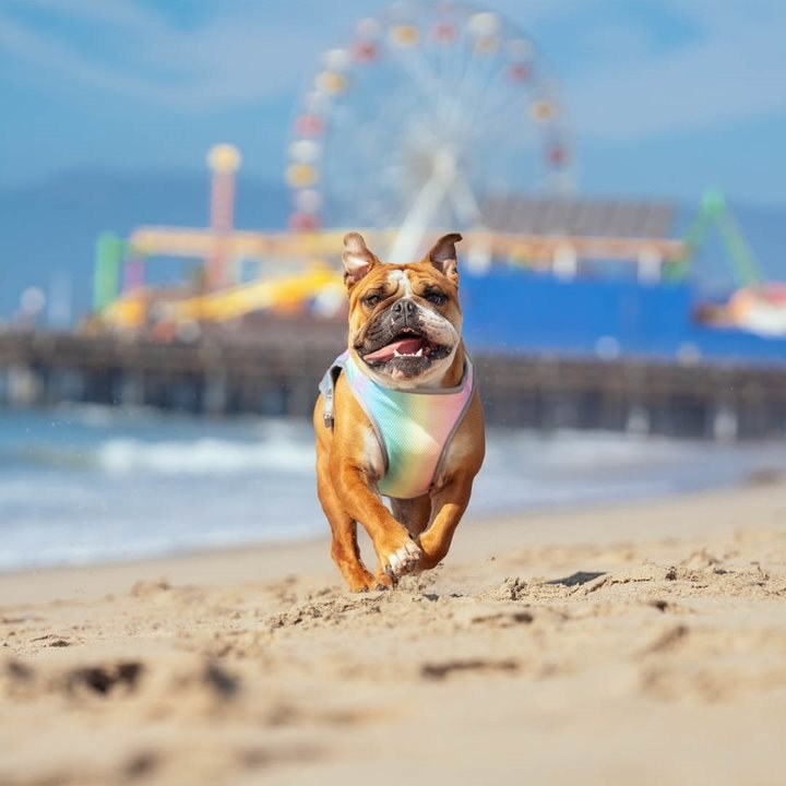 A dog running on a beach while wearing the vest