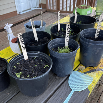 Reviewer shows the vegetable markers in potted plants