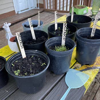 Reviewer shows the vegetable markers in potted plants