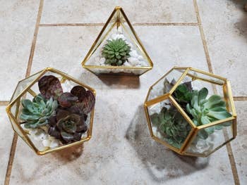 reviewer's image of the three planters with succulents in them