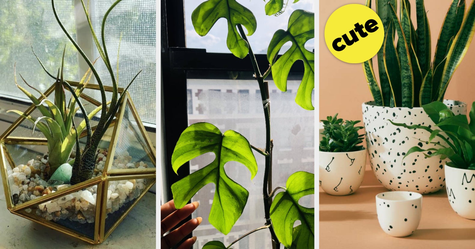 28 Things That'll Help You Showcase Your Plants