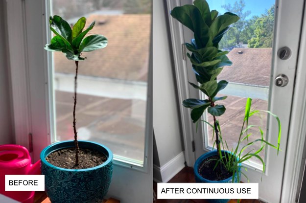 A customer review before and after photo showing their plant growing substantially after continuous use