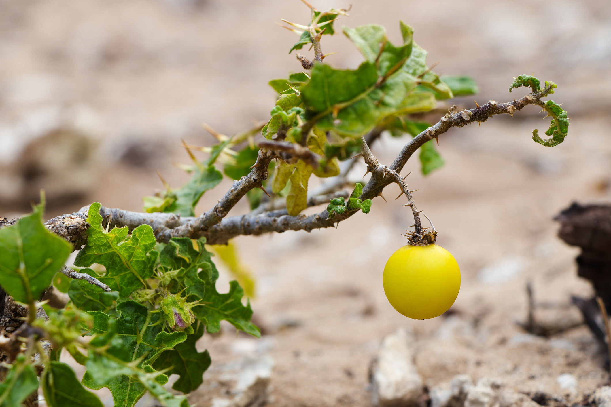 Solanum incanum, A.K.A a wild eggplant!