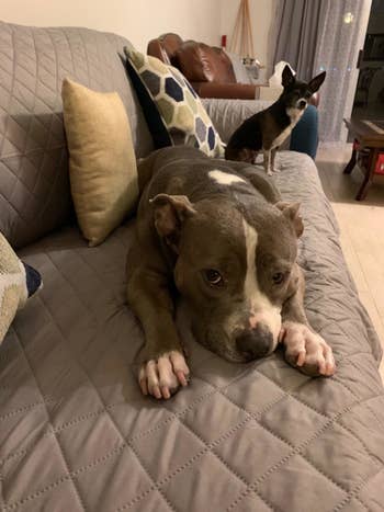 reviewer photograph of a pit bull and a tiny canine lying connected the grey sofa cover